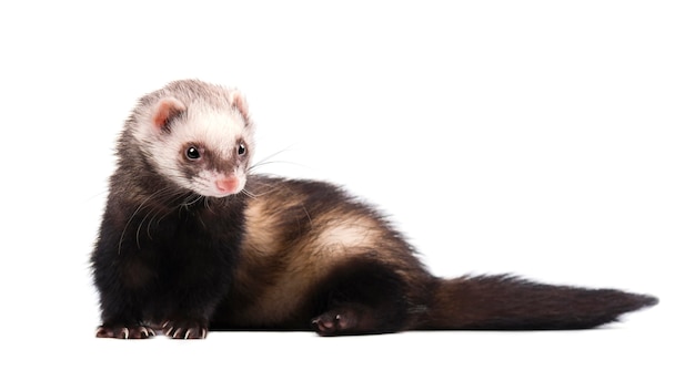 Furet gris mignon en pleine croissance se trouve isolé