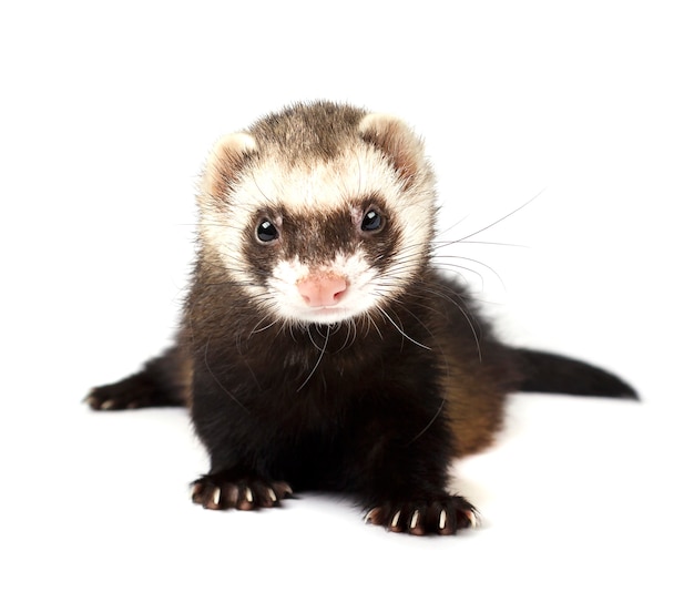 Furet isolé sur fond blanc