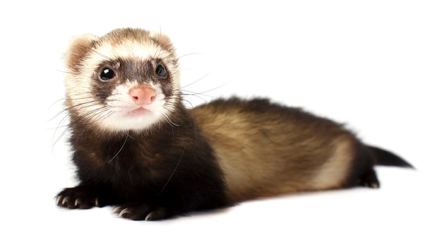 Furet Isolé Sur Fond Blanc