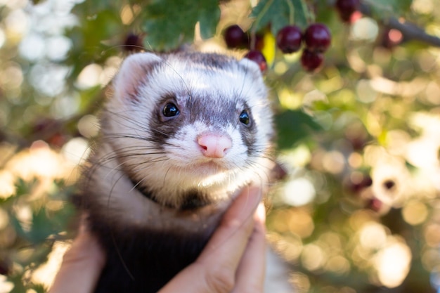 Furet jouant dans le jardin de tronc de souche d'arbre creux