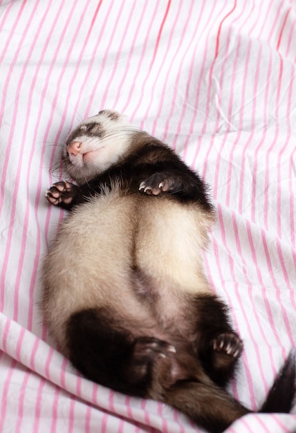 Le furet mignon dort