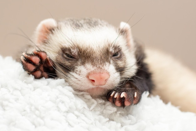 Le furet mignon dort