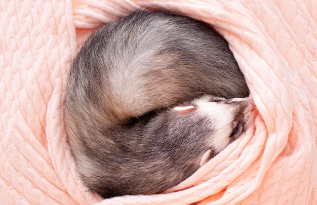 Le furet mignon dort