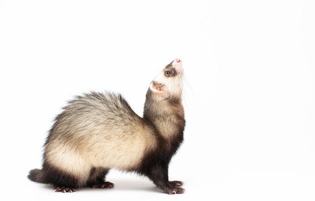 Furet mois à l'écart in front of white background