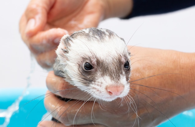 Furet obtenant un portrait de bain