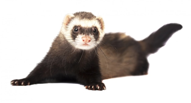 Photo furet en pleine croissance se trouve isolé sur blanc