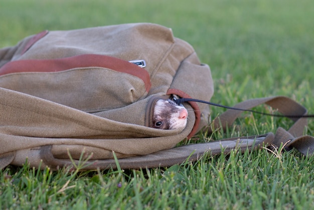 Furet putois caché dans un sac