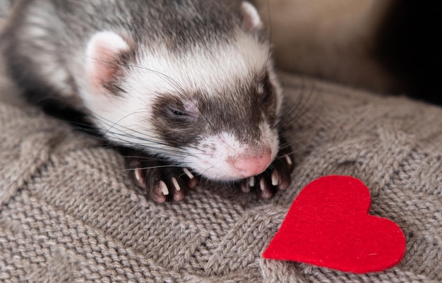 Furet de sable gris noir avec un coeur concept de furet domestique concept de soins pour animaux exotiques isolé sur fond