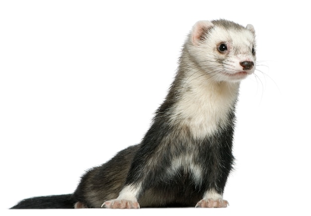 Photo furet