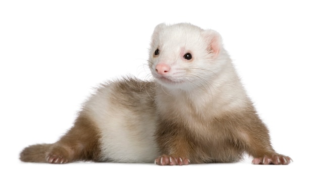 Furet