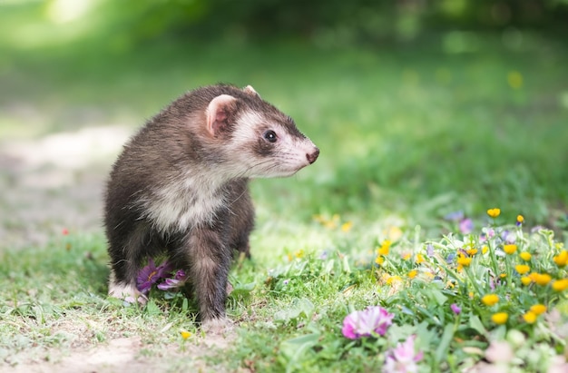 Photo furets dans la nature