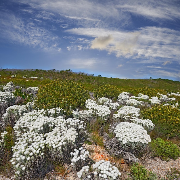 Fynbos dans le parc national de Table Mountain Cape of Good Hope Afrique du Sud Environnement paysager pittoresque avec des espèces de plantes et de fleurs indigènes de brousse fine poussant dans la nature avec un fond de ciel bleu