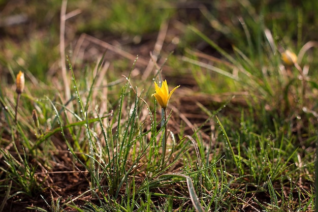 Gagea lutea fleurs de printemps Gagea lutea est un genre de plantes bulbeuses herbacées de la famille Lily Liliacées gouttes d'eau