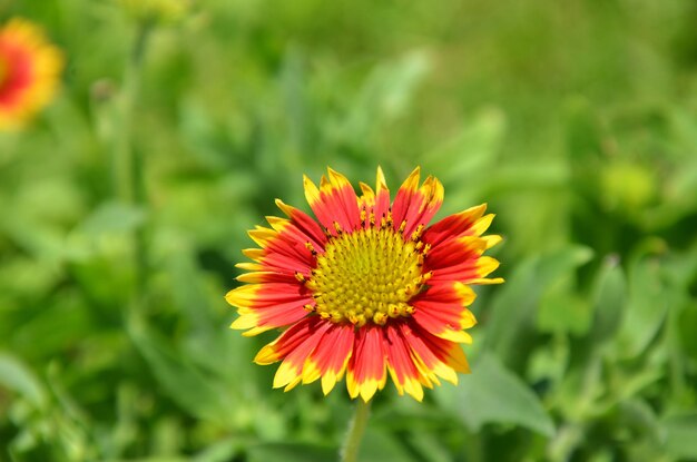 Gaillarde pulchella dans le parc