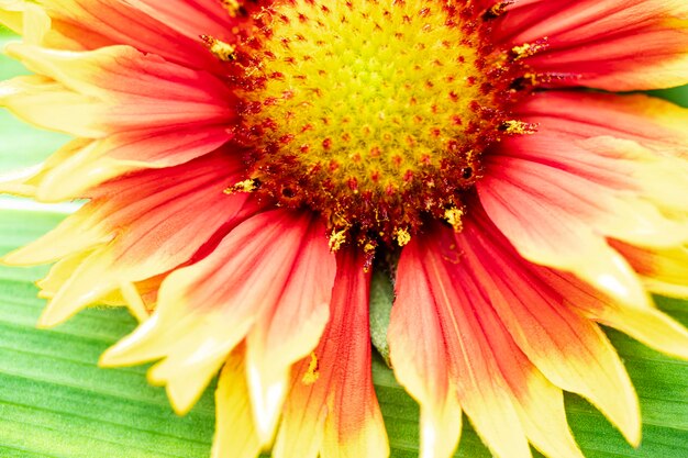 Gaillardia pulchella Fleurs d'été lumineuses sur des feuilles vertes Gros plan Prise de vue macro Fond naturel naturel