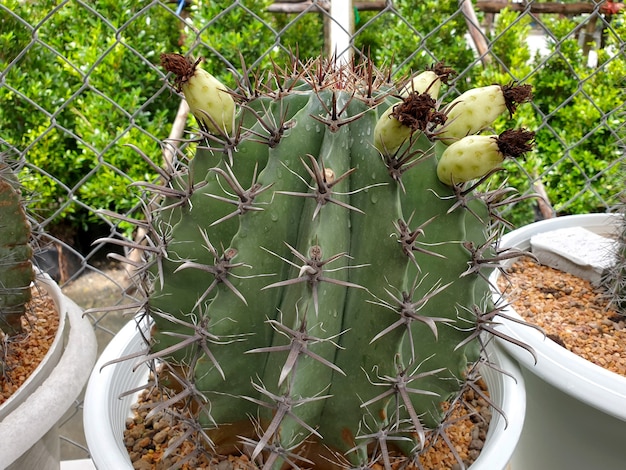 Gaine Cactus photo à la ferme de cactus