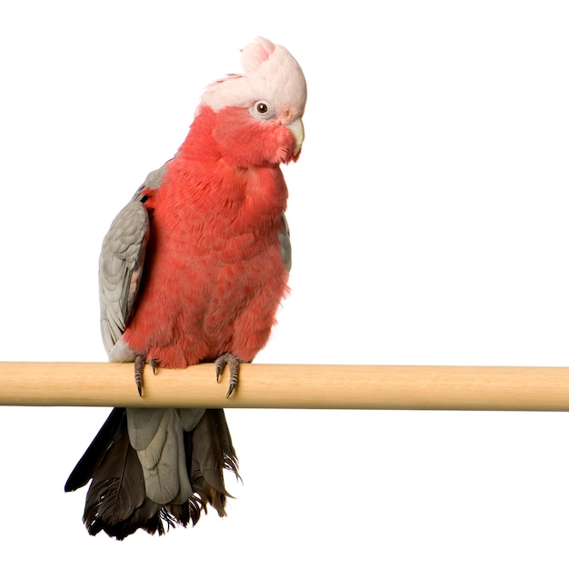 Galah isolé