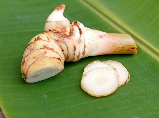 Galanga (Alpinia galanga)