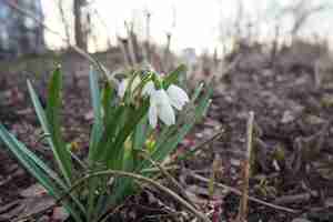 Photo galanthus ou snowdrop est un petit genre de plantes herbacées pérennes bulbeuses de la famille des amaryllidaceae. les plantes ont deux feuilles linéaires et une seule petite fleur blanche en forme de cloche.