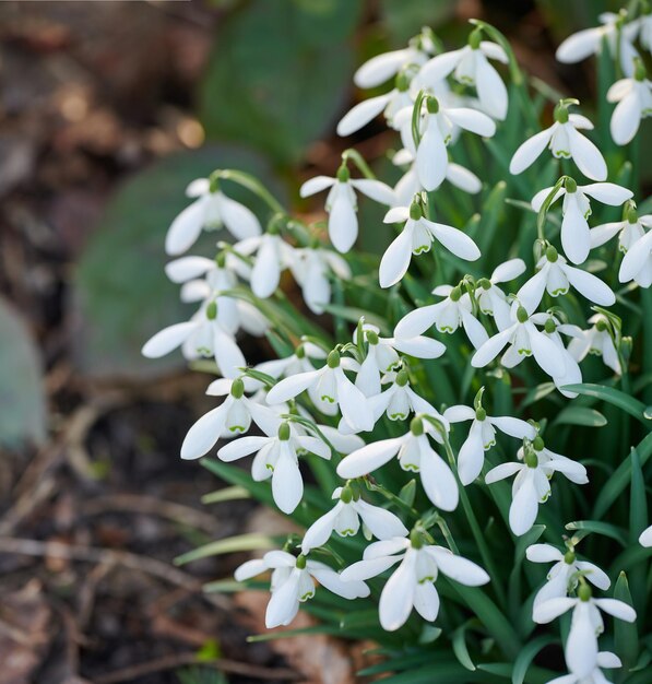 Galanthus woronowii poussant dans leur habitat naturel dans une forêt dense Woronows blancs perce-neige dans les bois pendant l'été ou le printemps Espèces végétales prospères dans un écosystème luxuriant à l'extérieur dans la nature