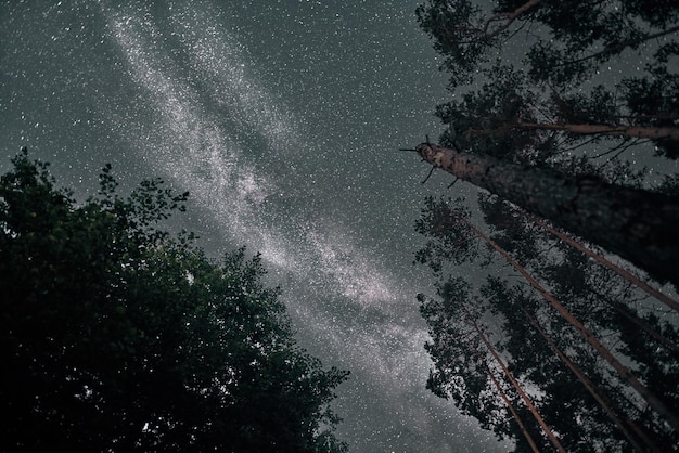 Galaxie étoilée de la voie lactée à travers les branches d'arbres Astrophotographie pendant la randonnée dans la nuit