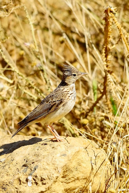 Galerida cristata la cogujada commune est une espèce d'oiseau de la famille des alaudidae