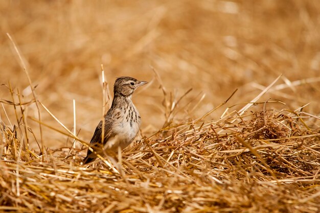 Galerida theklae - Le montesina cogujada est un oiseau qui appartient à la famille des Alaudidae