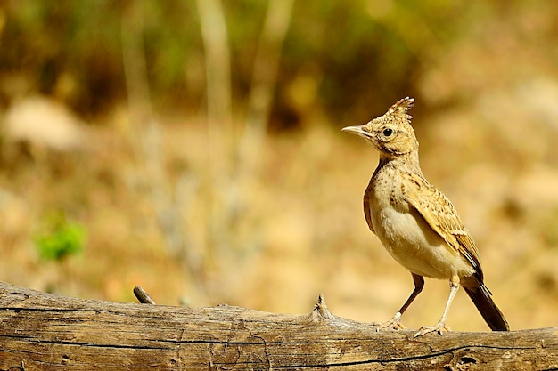 Galerida theklae - Le montesina cogujada est un oiseau qui appartient à la famille des Alaudidae