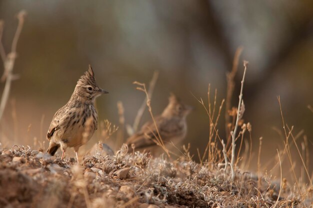 Galerida theklae - Le montesina cogujada est un oiseau qui appartient à la famille des Alaudidae