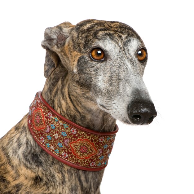 Photo galgo espanol avec 4 ans. portrait de chien isolé