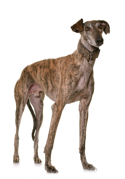 Photo galgo espanol en studio