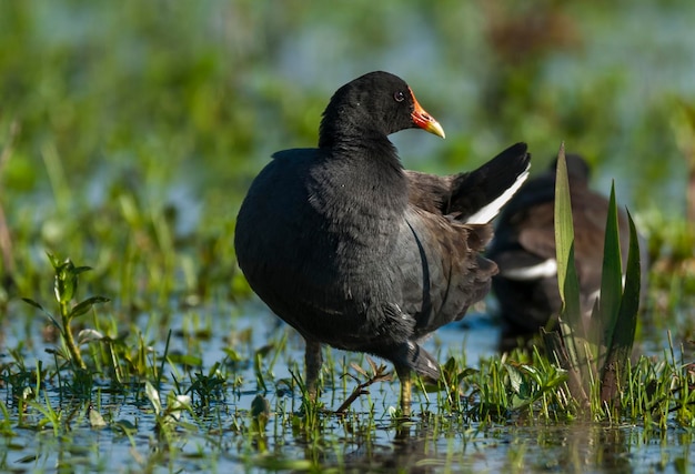 Gallinule commune, dans le Parc National d'Ibera, Argentine