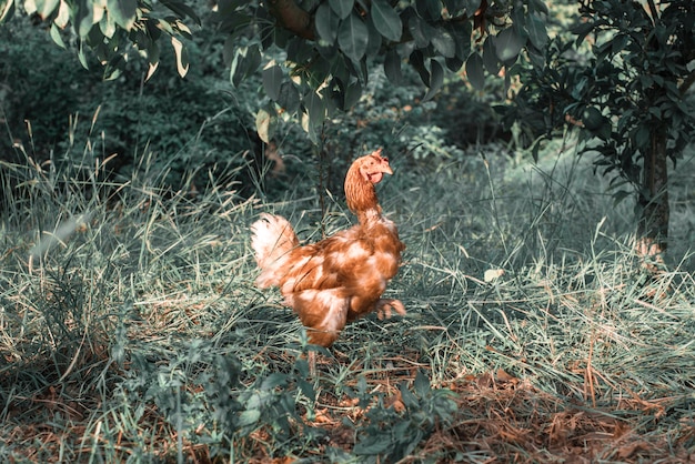 Gallo en una granja en el campo