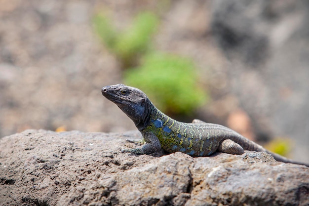 Photo gallotia galloti est une espèce de lézard des murailles lacertidés du genre gallotia