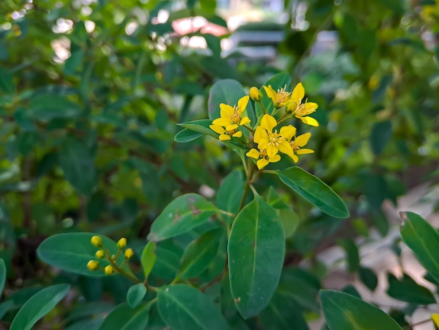 Galphimia gracilis une espèce du genre Galphimia de la famille des Malpighiaceae souvent sous les noms communs d'or de douche ou d'or de douche