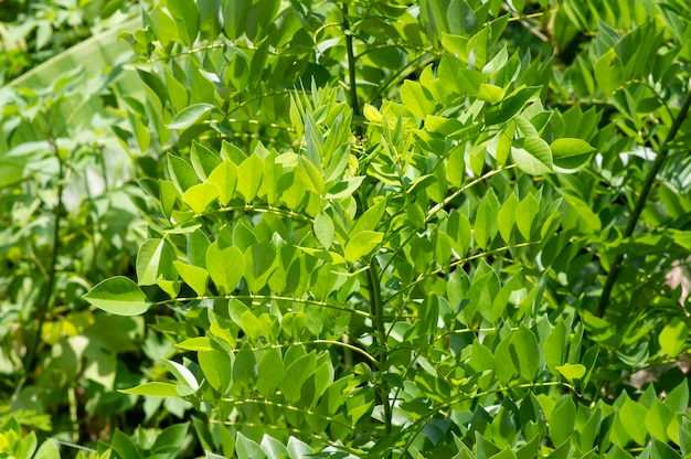 Gamal Gliricidia sepium feuilles vertes fond naturel