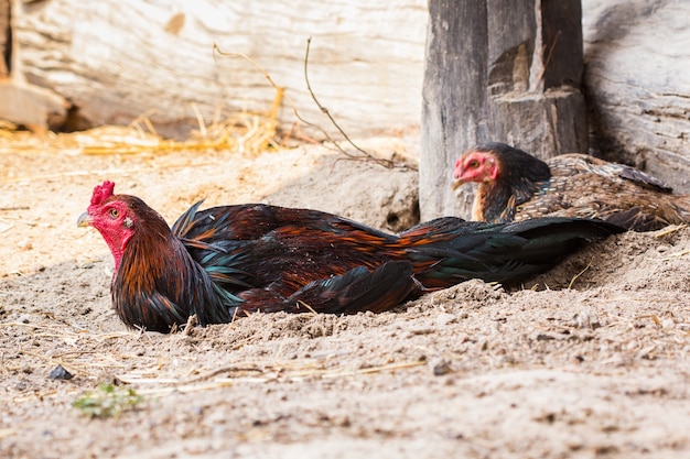 Gamecock de la Thaïlande