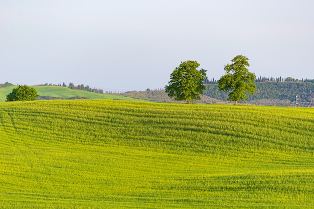 Gamme de collines cultivées et champs de céréales avec des arbres au sommet de la colline.