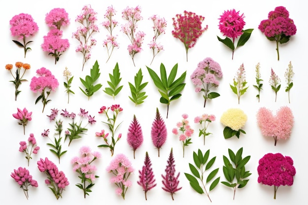 Une gamme de fleurs de jardin individuelles capturées en vue de haut avec des feuilles et des couleurs pastel sur un B blanc