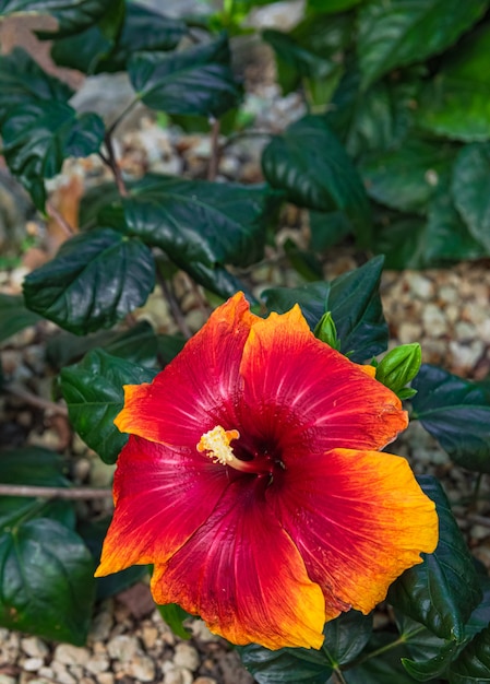 Gamme rouge Hibiscus rosasinensis floraison