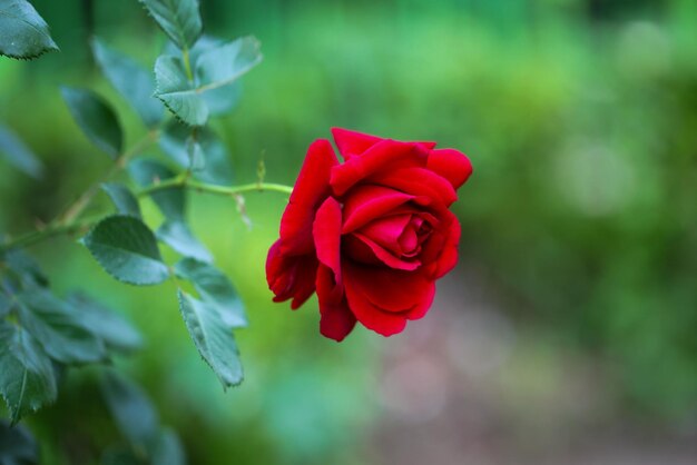 Une gamme vibrante de fleurs