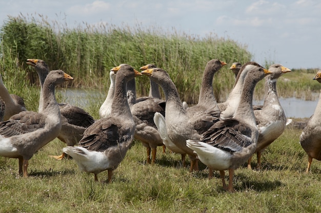 Ganders dans la prairie