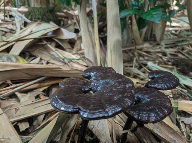 Ganoderma lucidum ou champignon lingzhi dans la forêt de bambous