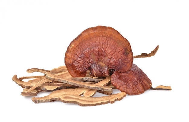 Ganoderma lucidum isolé sur le blanc.