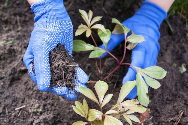 Gants bleus dans les mains travaillant dans le sol