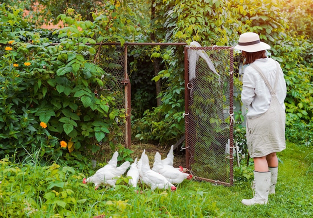 Gants en caoutchouc blanc femme méconnaissable, ramassant des œufs qui nourrissent le grain du pot rouge aux poulets élevés en liberté du poulailler Mode de vie biologique sain. Poules pondeuses et élevage domestique dans le village.