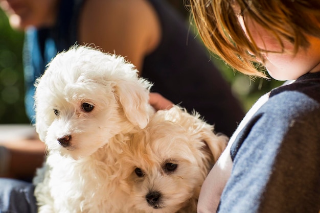 Garçon de 6 ans tenant deux chiots golden retriever anglais sur ses genoux