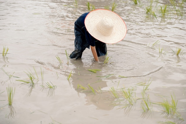 Le garçon asiatique boueux avec un chapeau aime planter du riz dans l'activité de plein air de la ferme sur le terrain pour les enfants