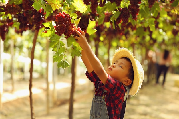 Un garçon asiatique cueille une grappe de raisin le matin.