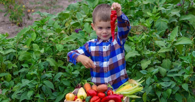 Garçon avec une boîte de légumes dans le jardin